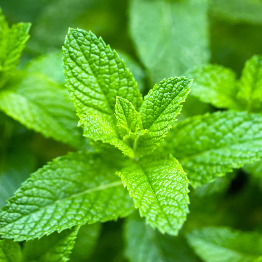 Peppermint Mint herb seeds