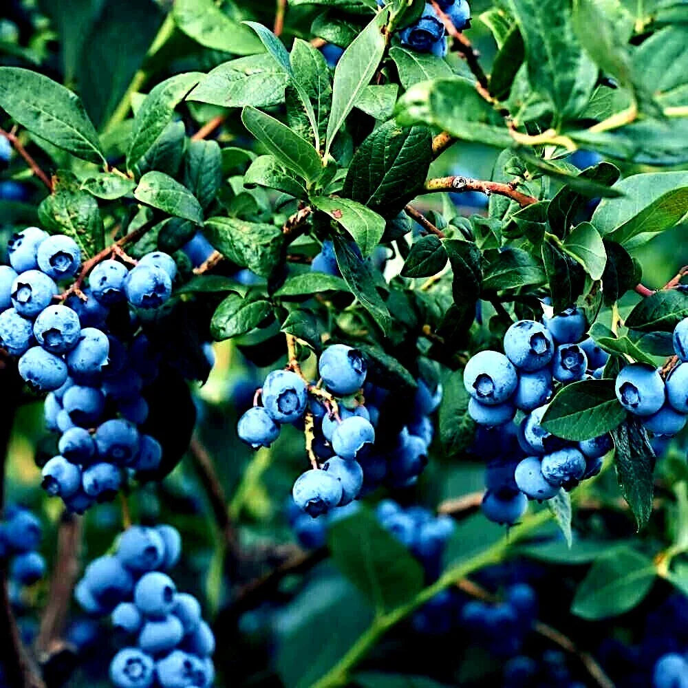 blueberry tree flower seeds