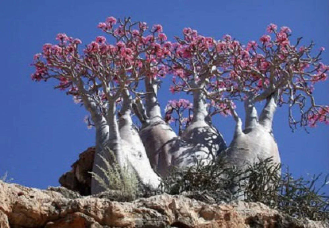 mixed desert flower seeds