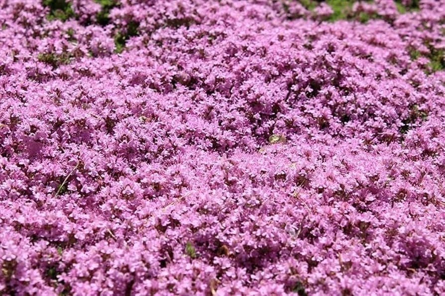 dwarf creeping flower seeds