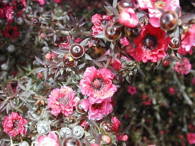 leptospermum scoparium flower seeds