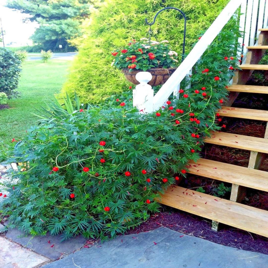 star glory flower seeds