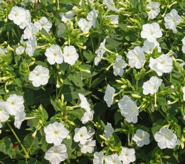 white four flower seeds