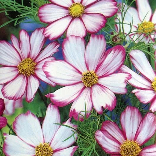 pink white flower seeds