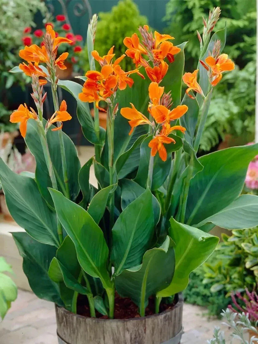 orange canna flower seeds