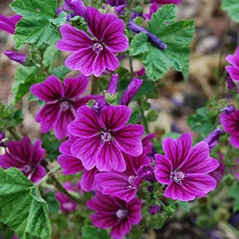 malva sylvestris flower seeds