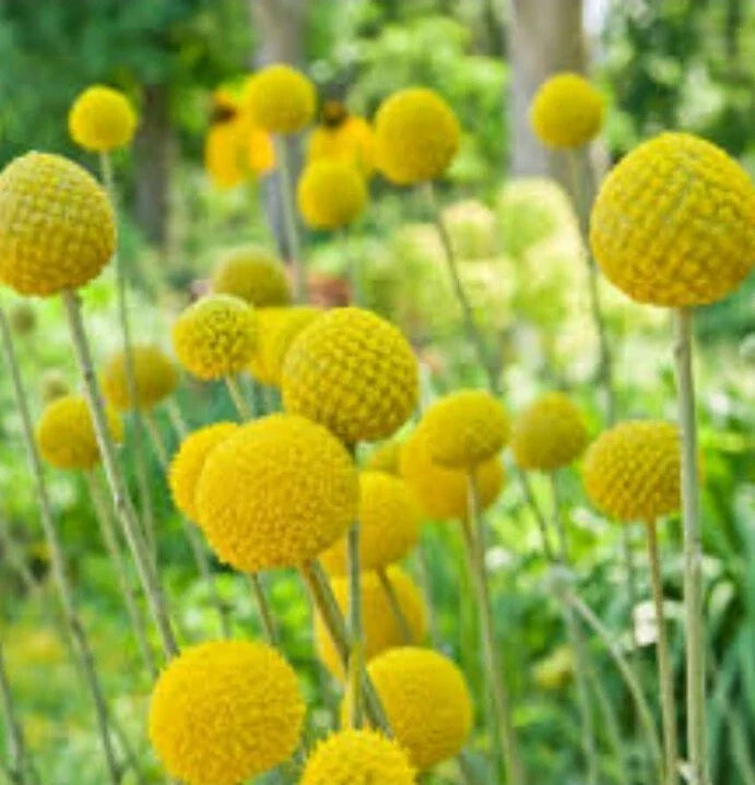 craspedia drumstick flower seeds