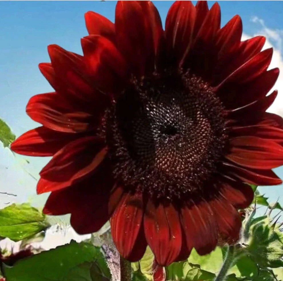 red rare flower seeds