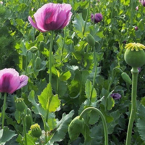 stratified turkish flower seeds