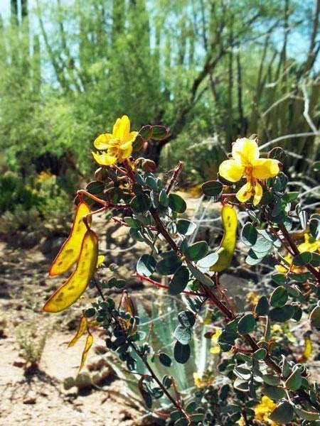 senna purpusii flower seeds