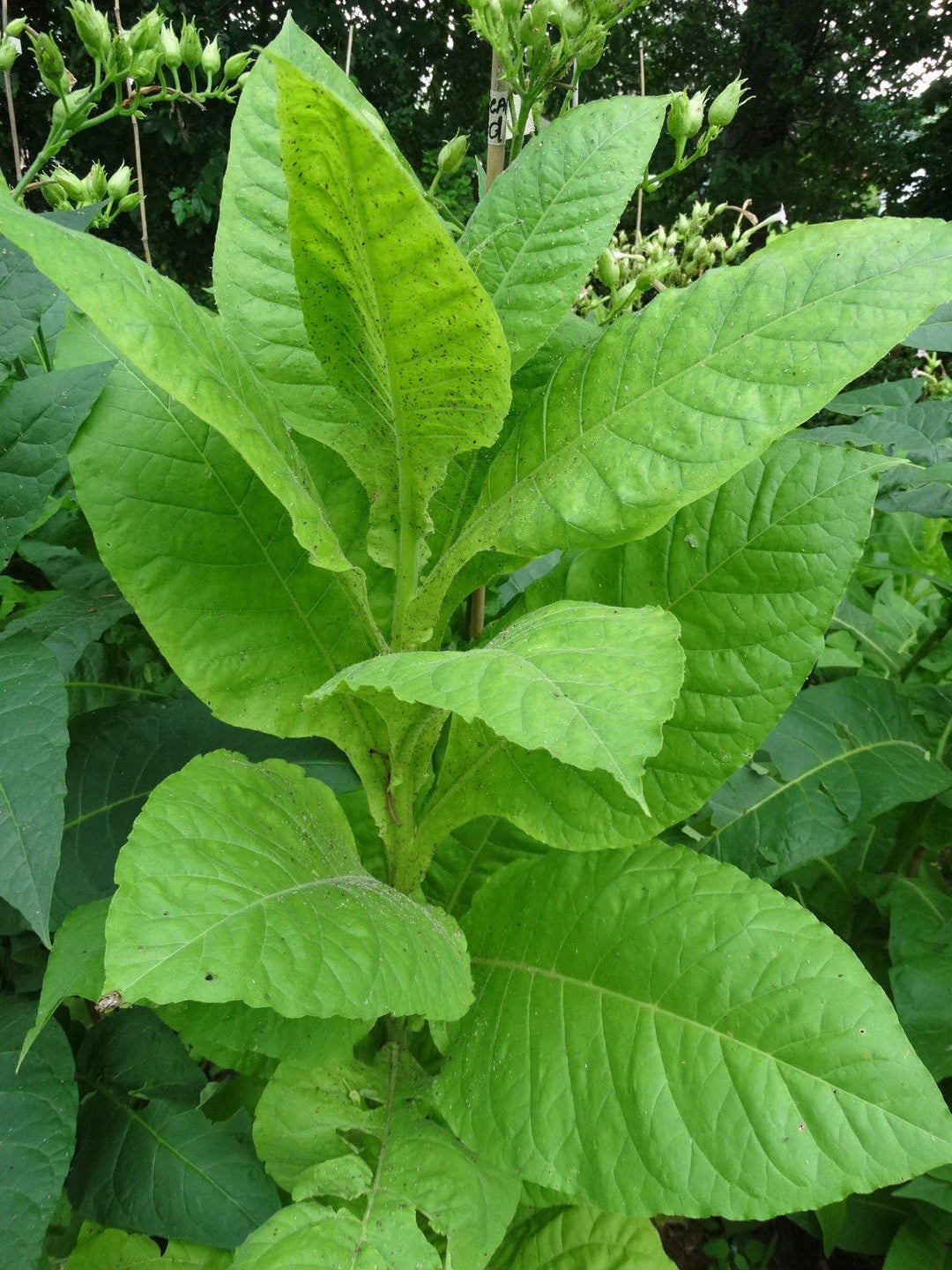 virginia gold flower seeds