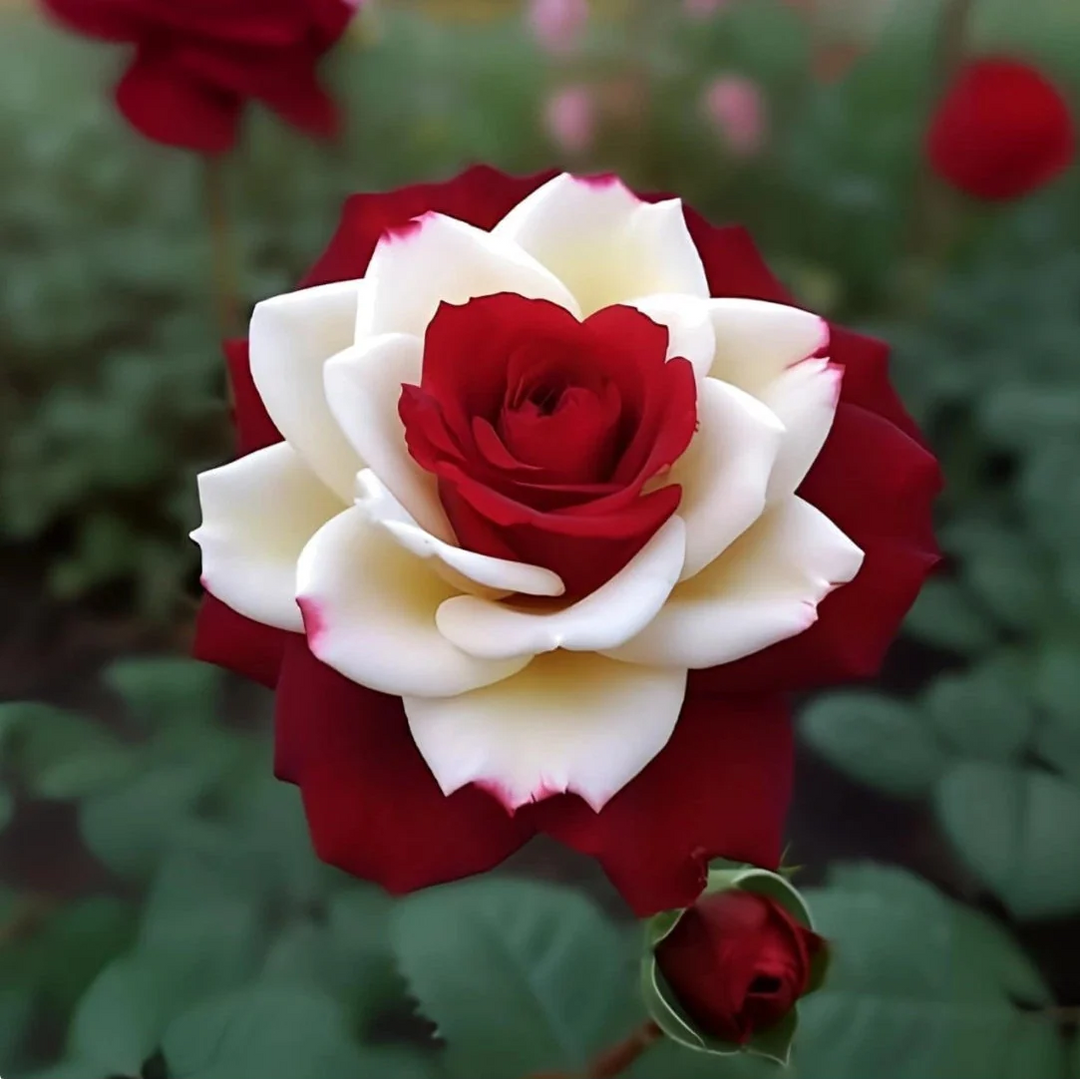 red white flower seeds