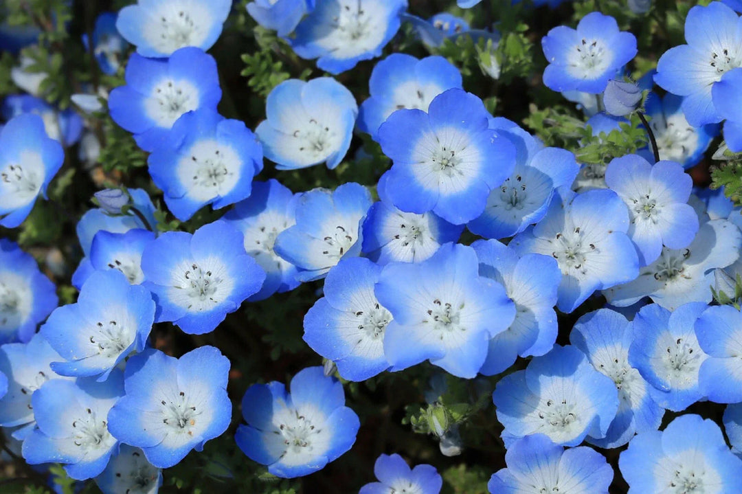 blue blue flower seeds