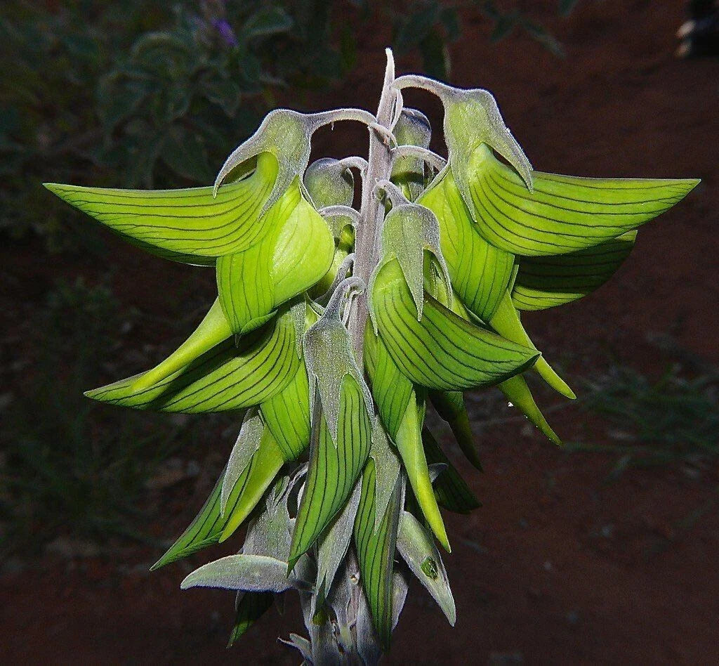 green bird flower seeds