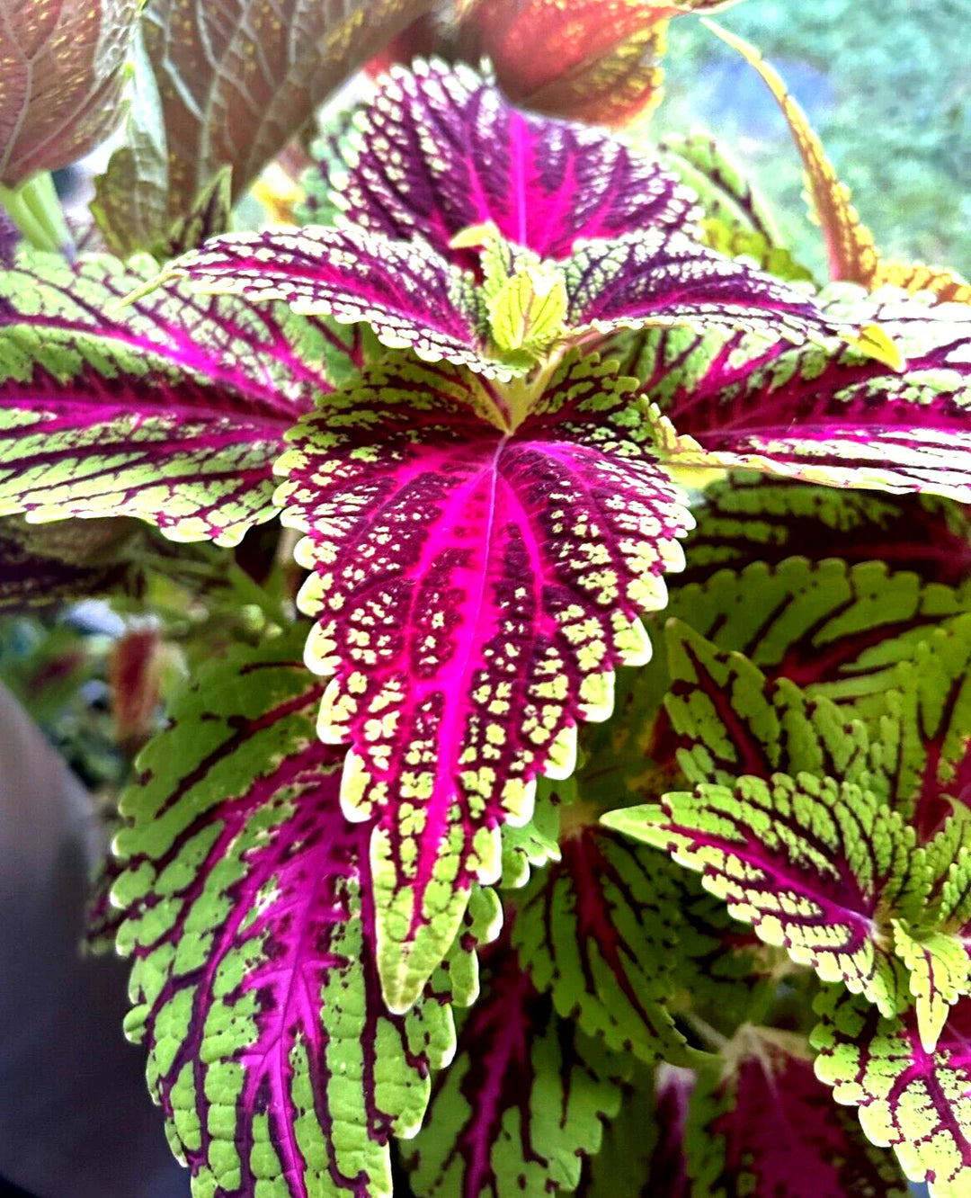 coleus rainbow flower seeds