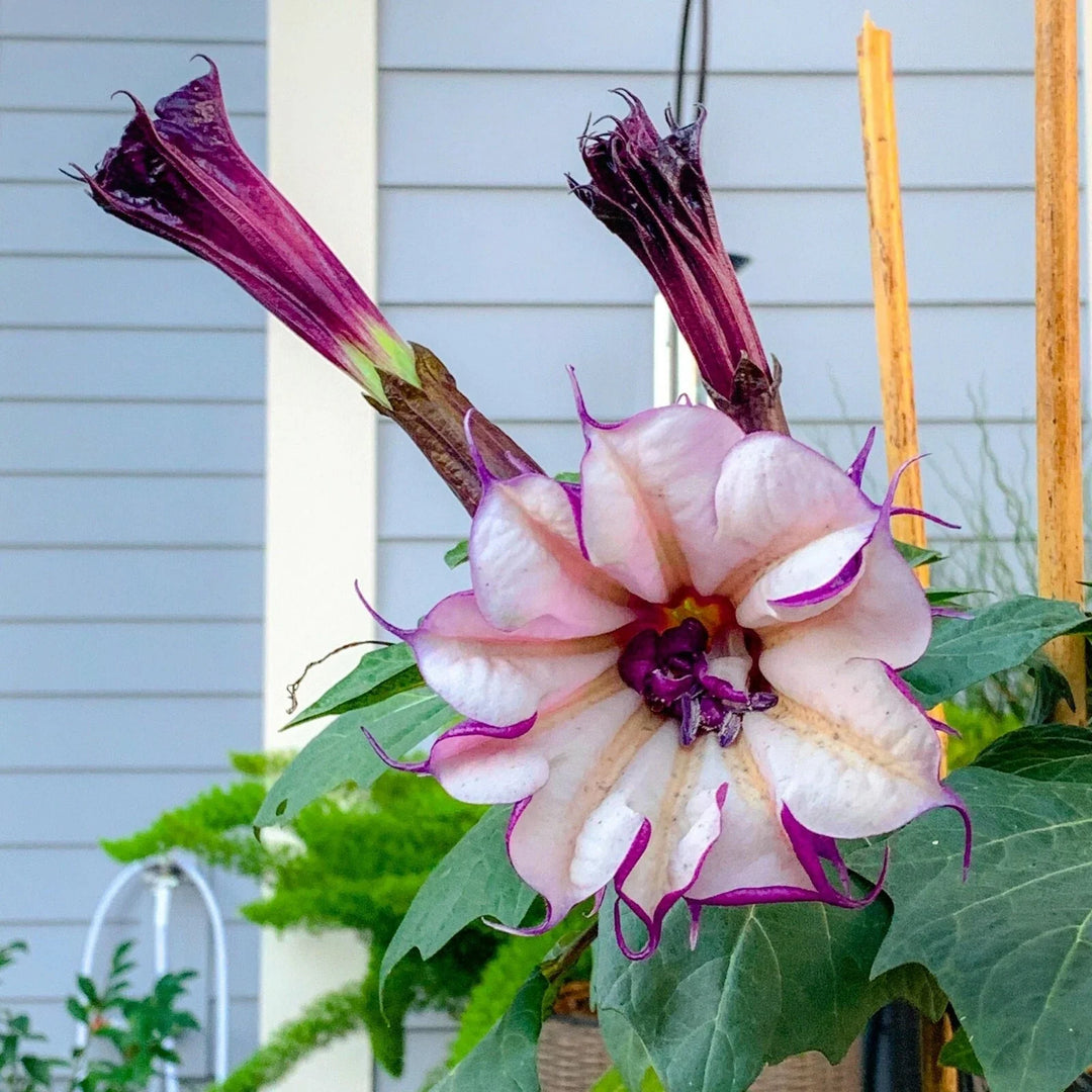 purple ballerina flower seeds