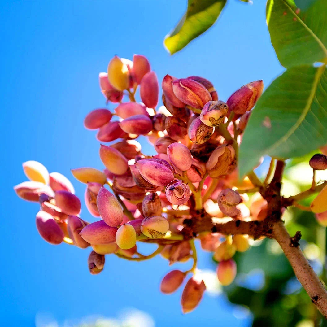 pistachio nut flower seeds