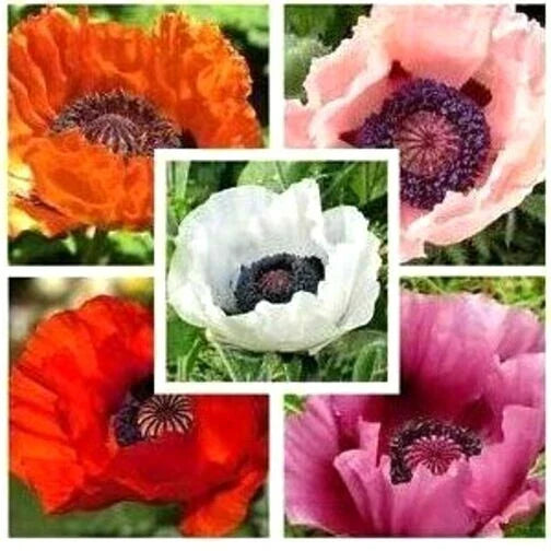 oriental poppy flower seeds