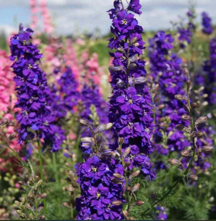 purple delphinium flower seeds