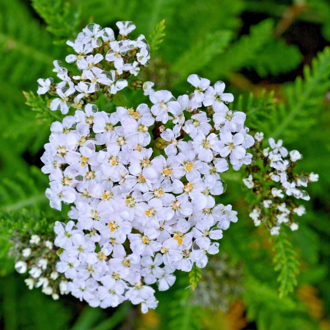 white achillea flower seeds