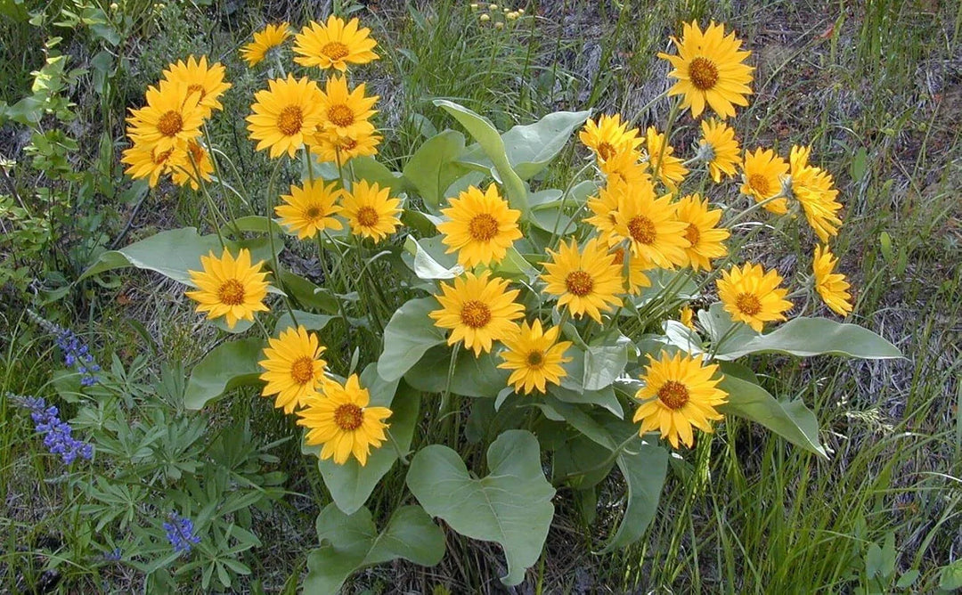 arrowleaf balsamroot flower seeds