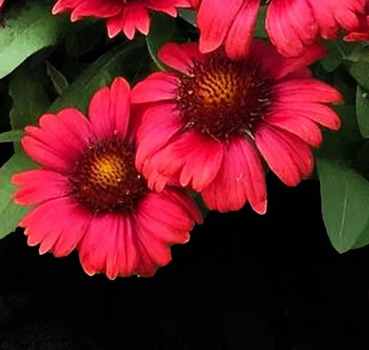 red mesa flower seeds