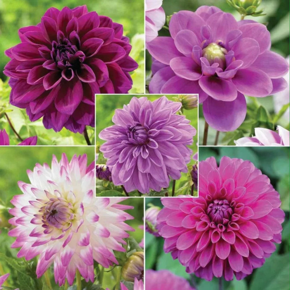 pink purple flower seeds