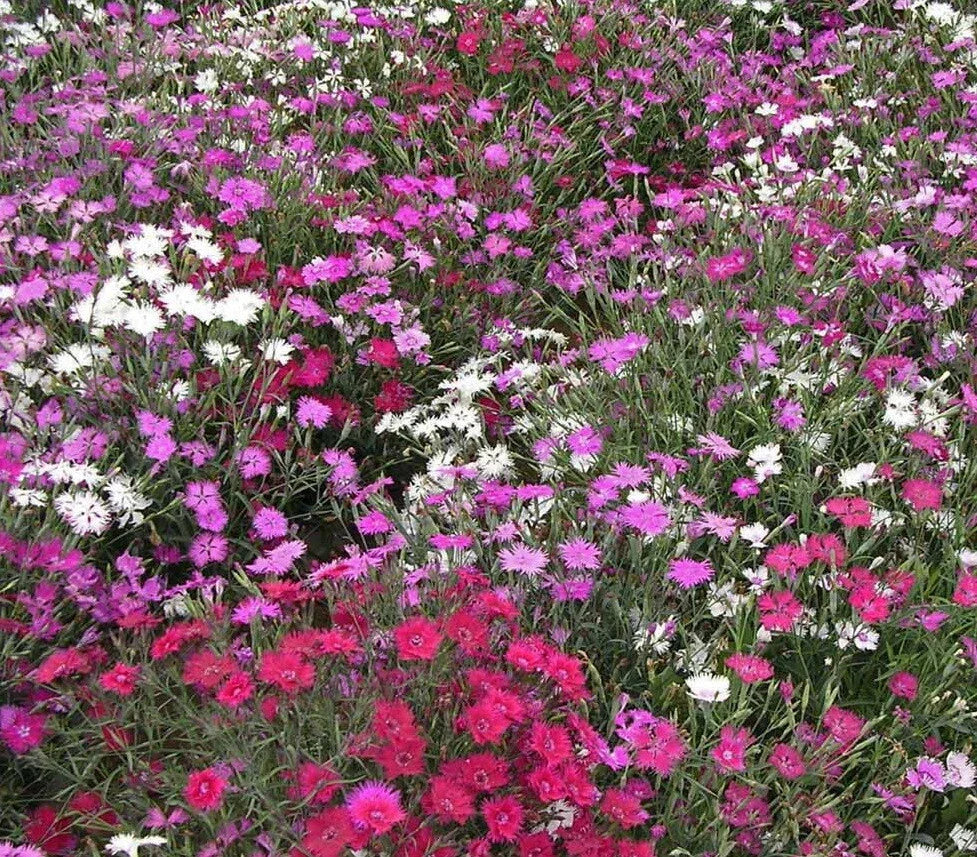 dianthus cottage flower seeds