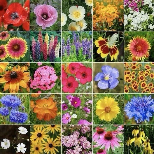midwest wildflower flower seeds