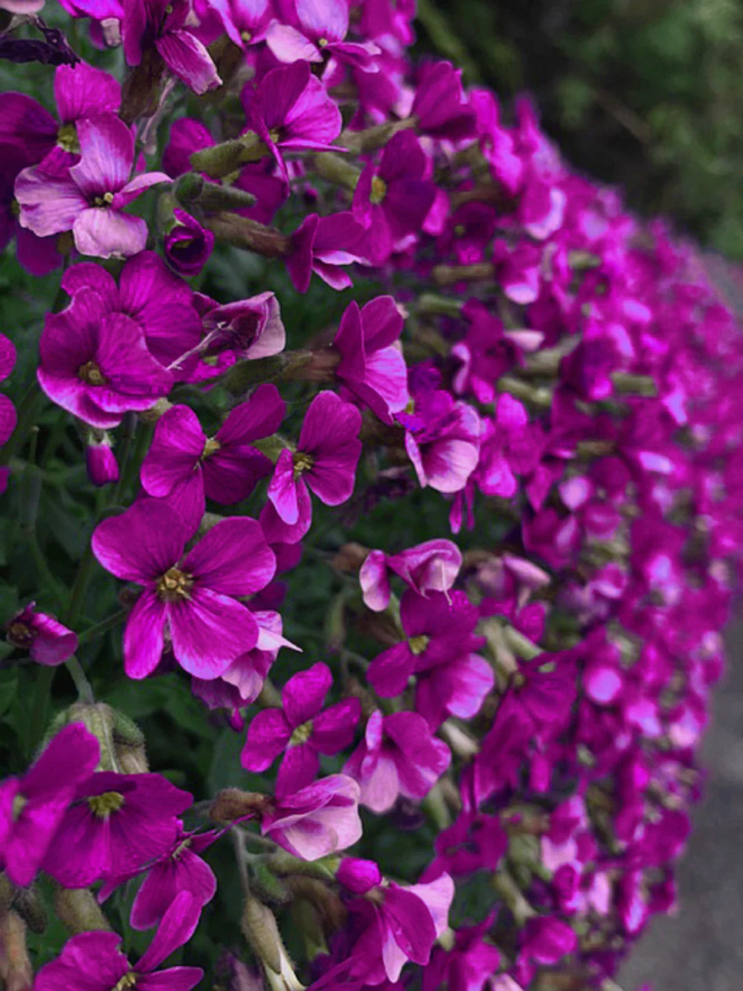 purple rock flower seeds