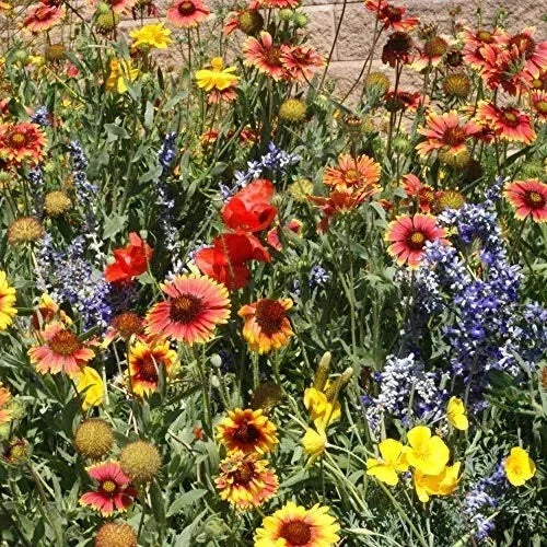 wildflower mix flower seeds