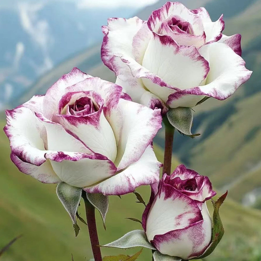 purple white flower seeds