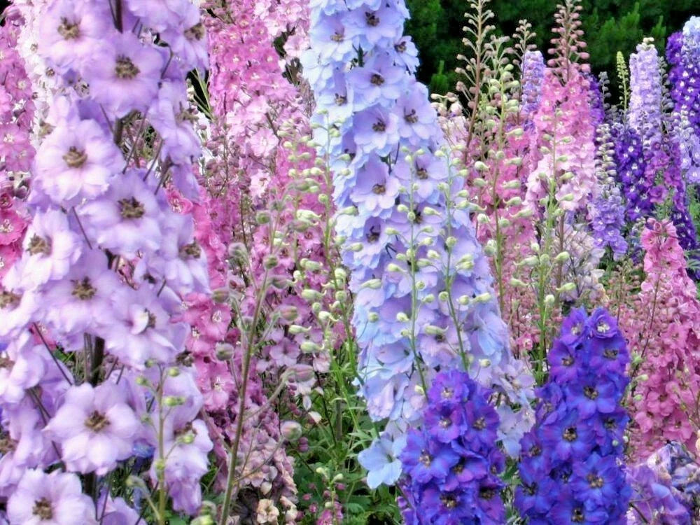 larkspur rocket flower seeds