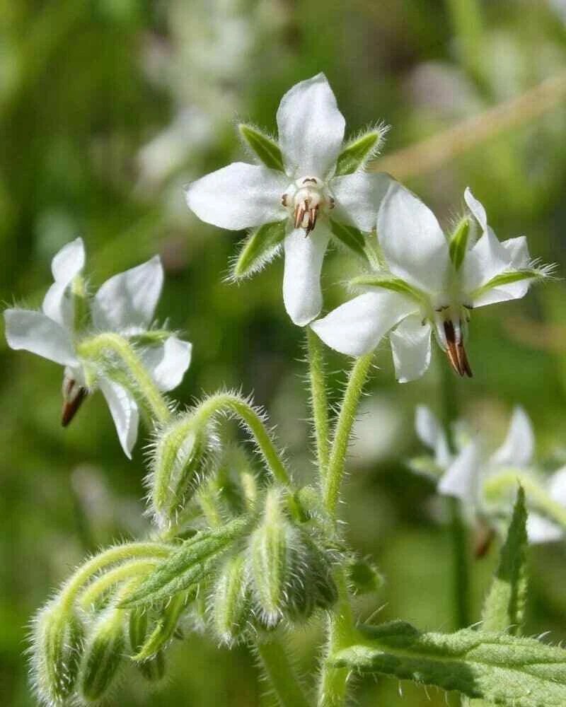 White borage Flower Seeds – Heirloom, Non-GMO, High Germination Organic Garden Seeds for Planting