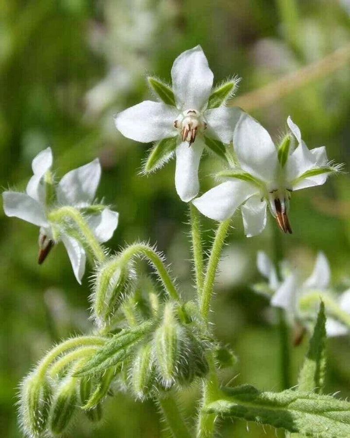 White borage Flower Seeds – Heirloom, Non-GMO, High Germination Organic Garden Seeds for Planting