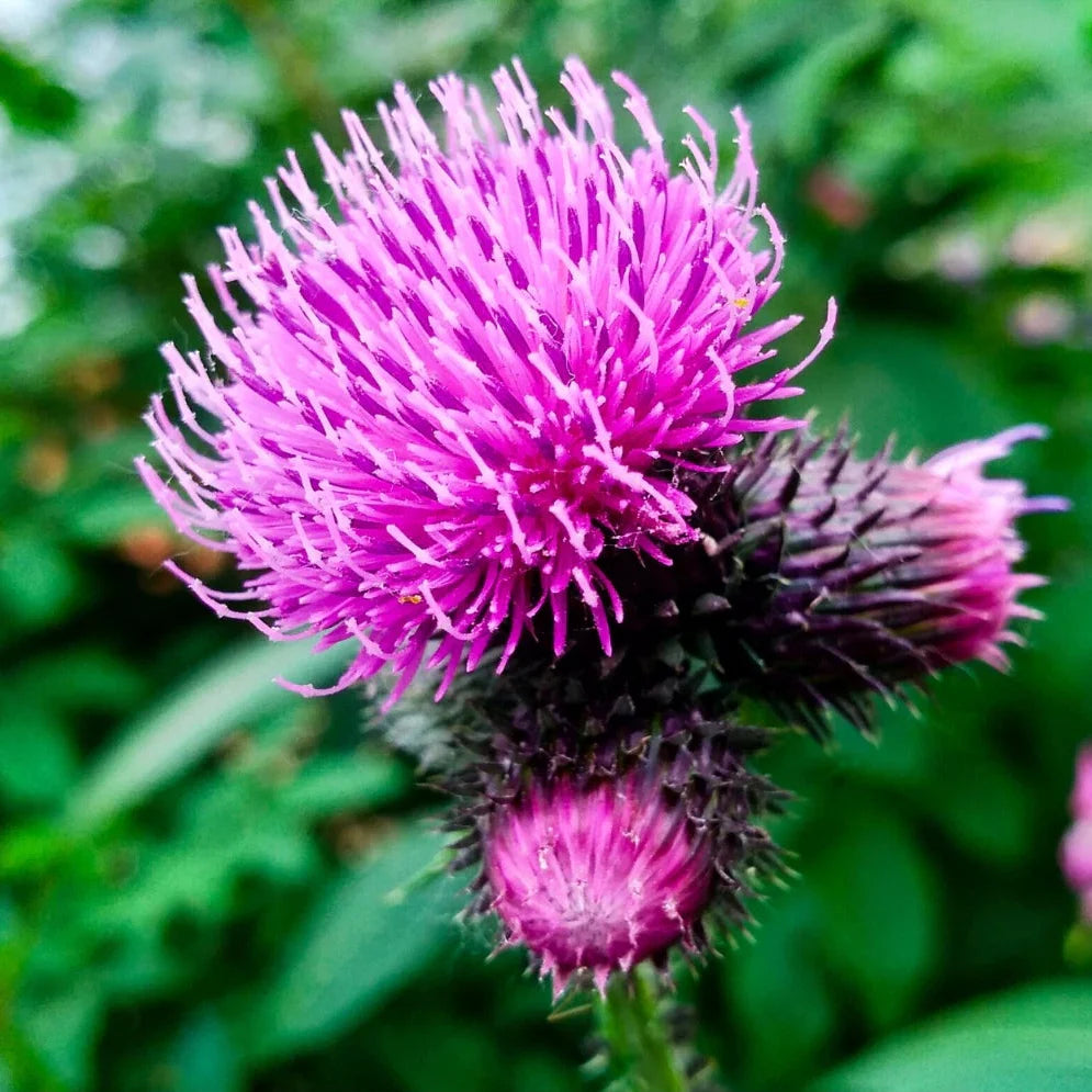 burdock medicinal flower seeds