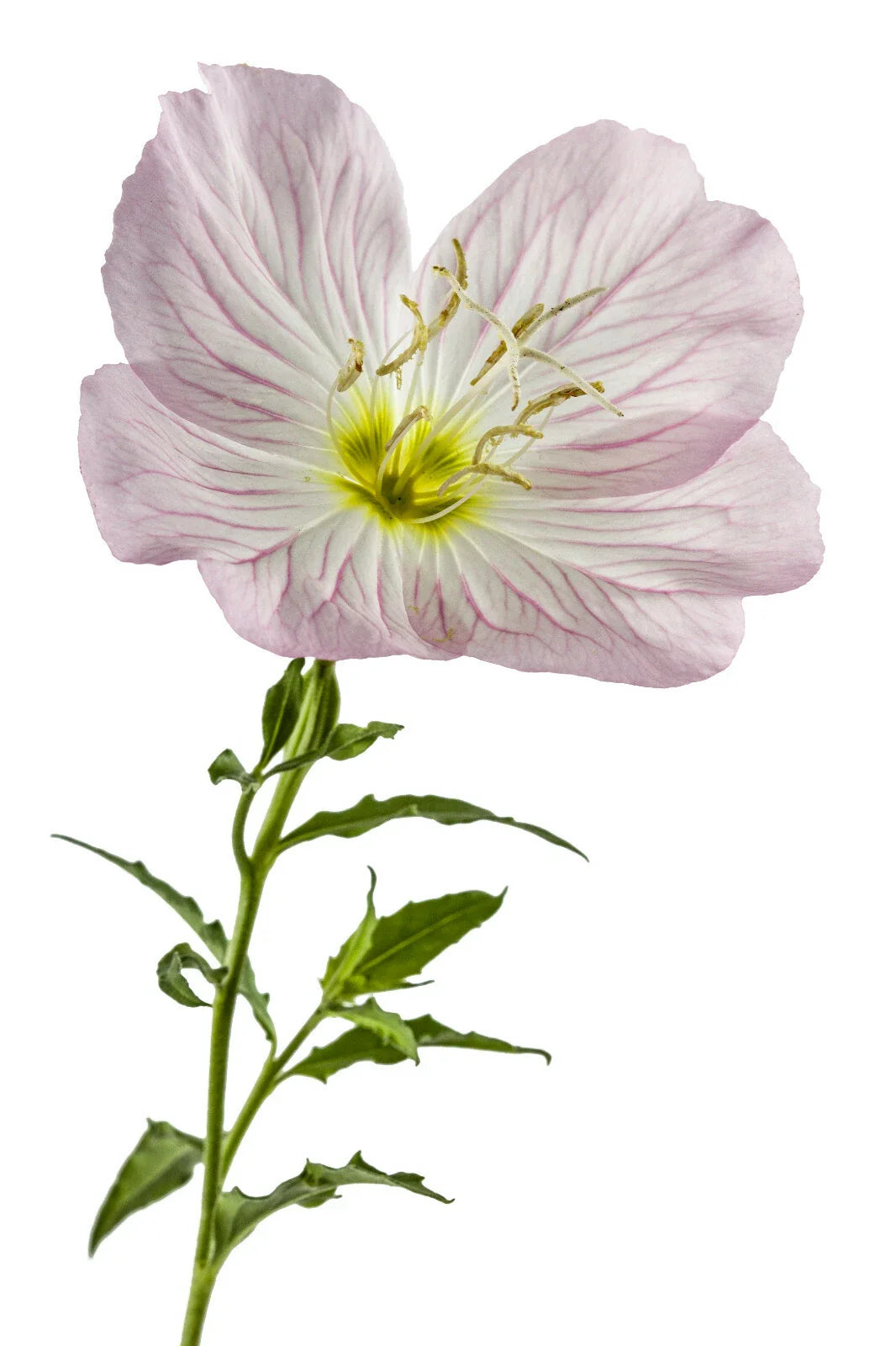 pink showy flower seeds