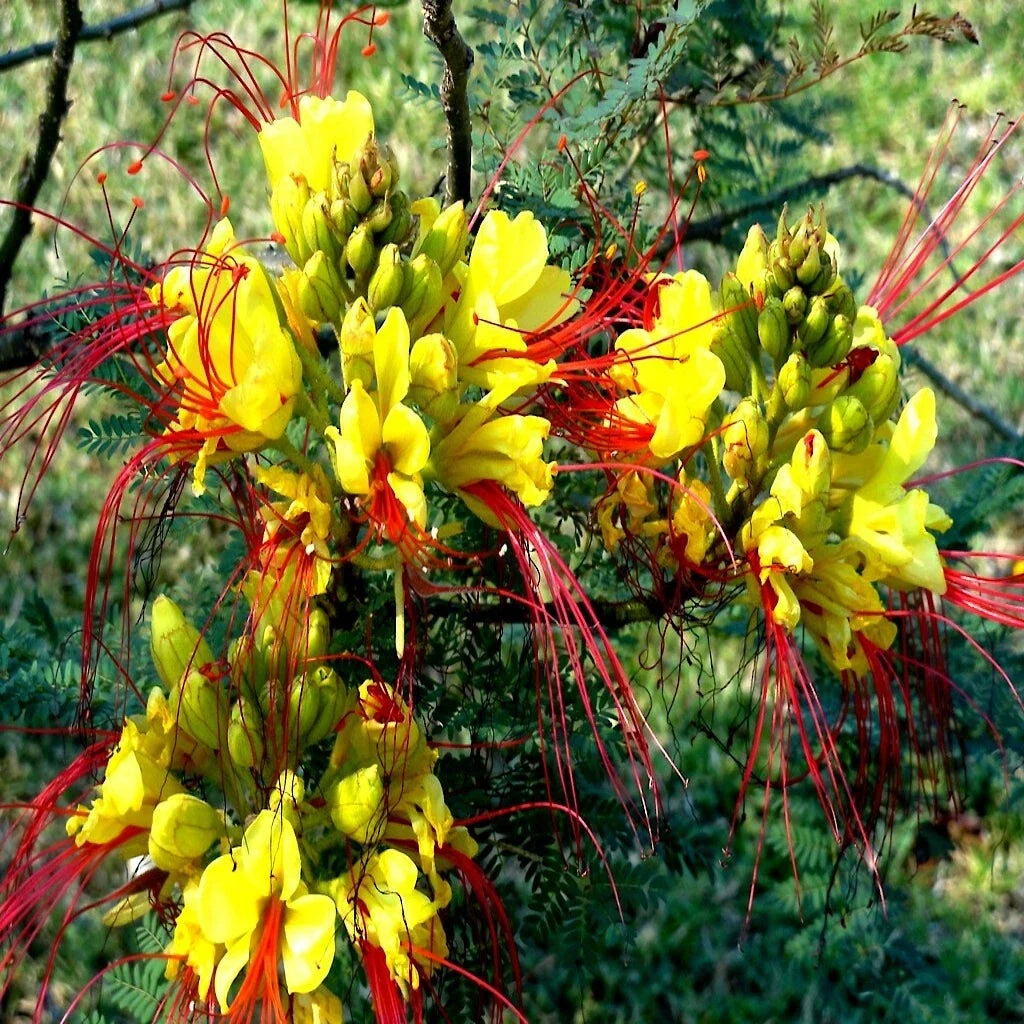 yellow mexican flower seeds