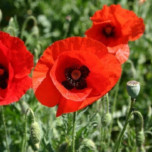 live stratified flower seeds