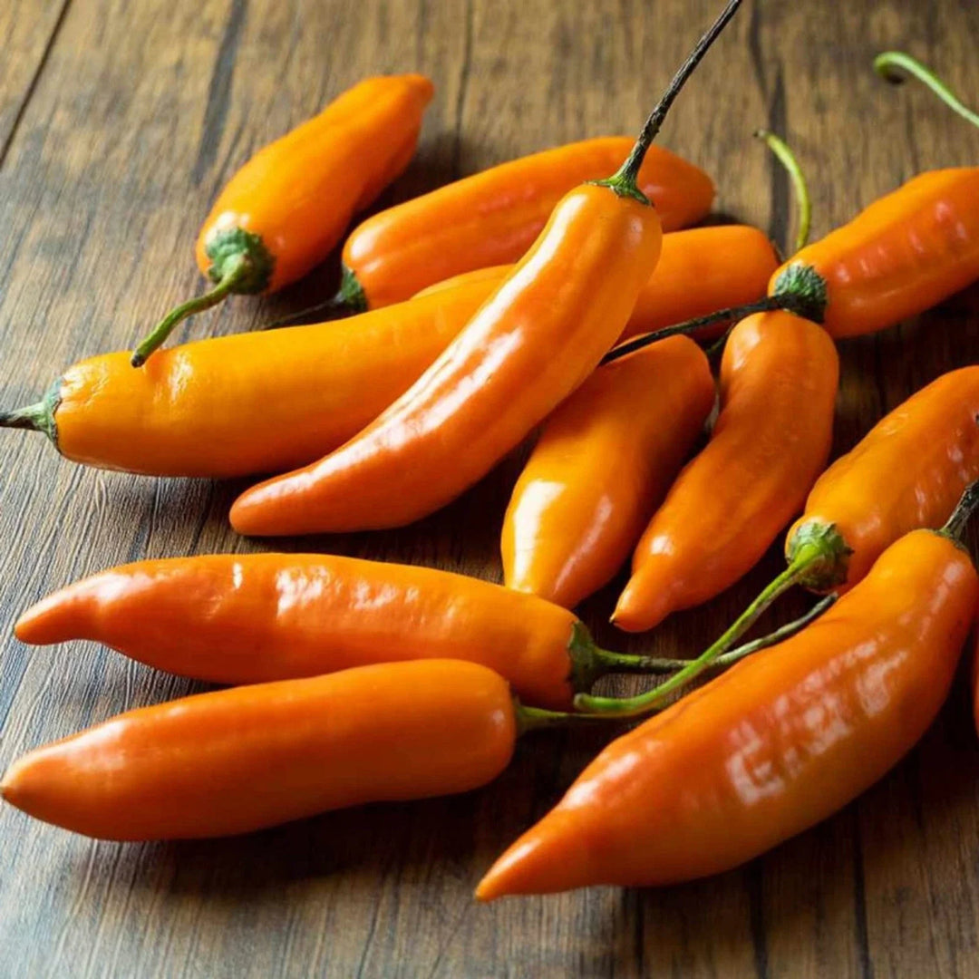 orange peruvian flower seeds