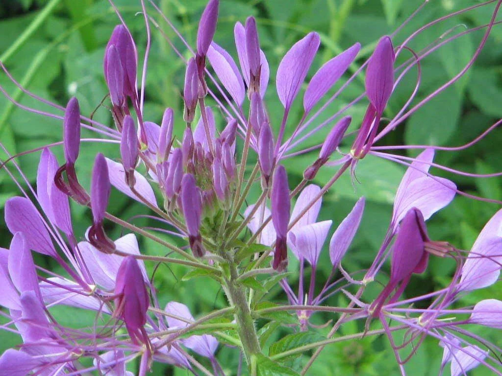 purple cleome flower seeds