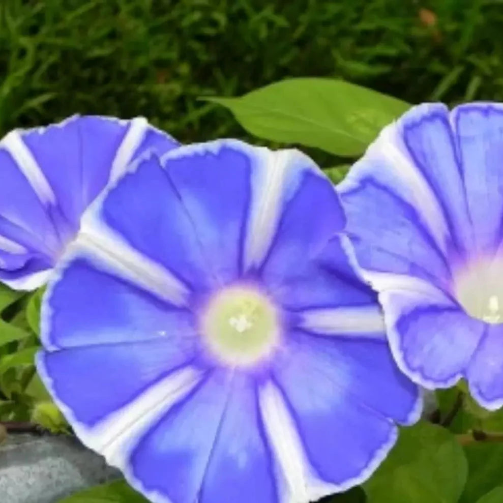 lavender blue flower seeds