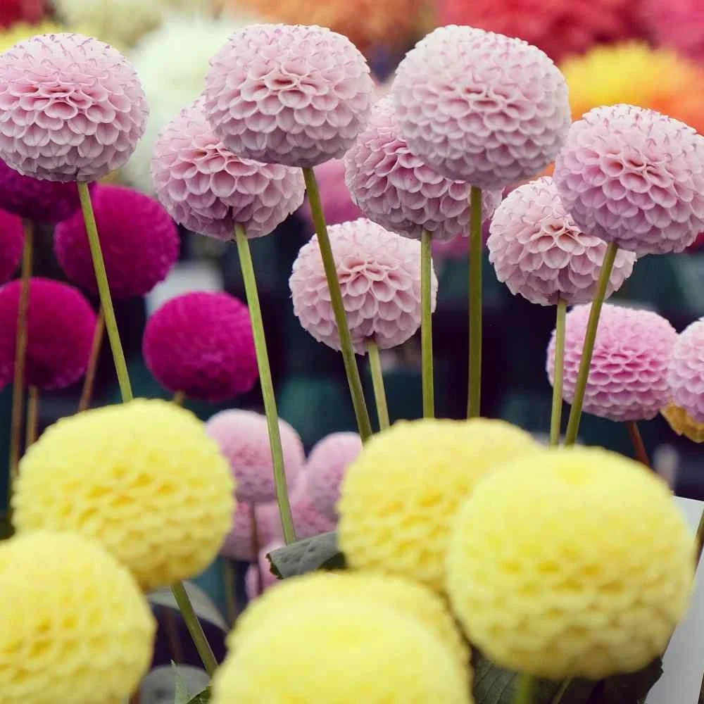 dahlia variabilis flower seeds