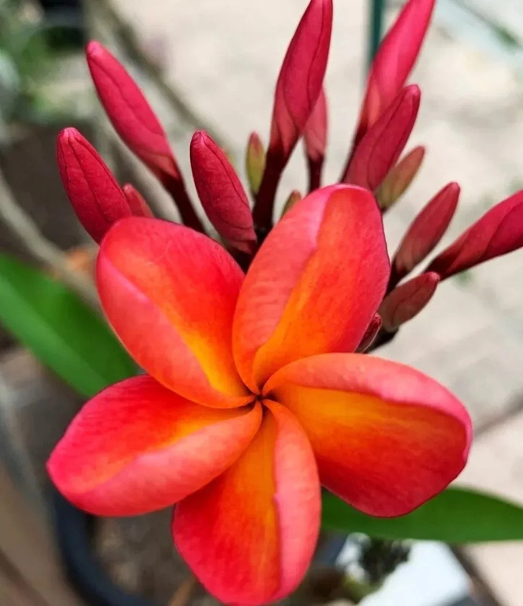 pink peach flower seeds