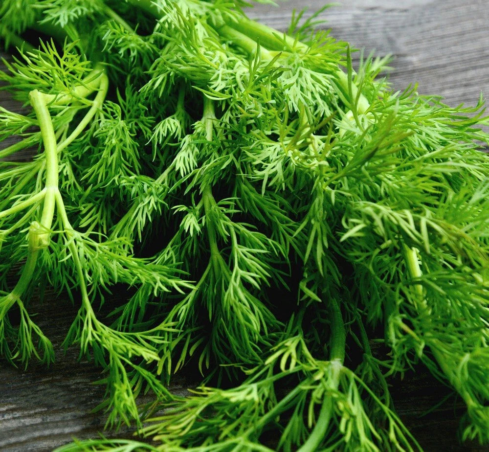 Mammoth Long herb seeds