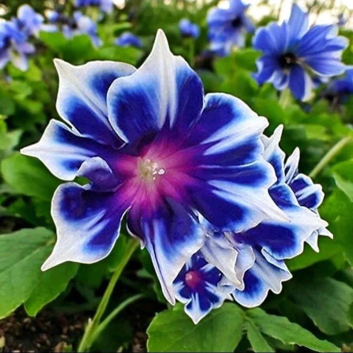 chilean morning flower seeds