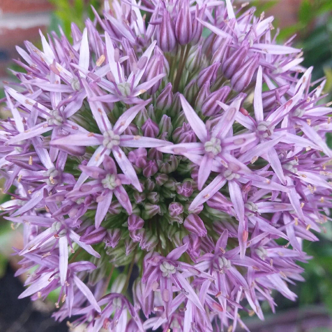 allium jesdianum flower seeds