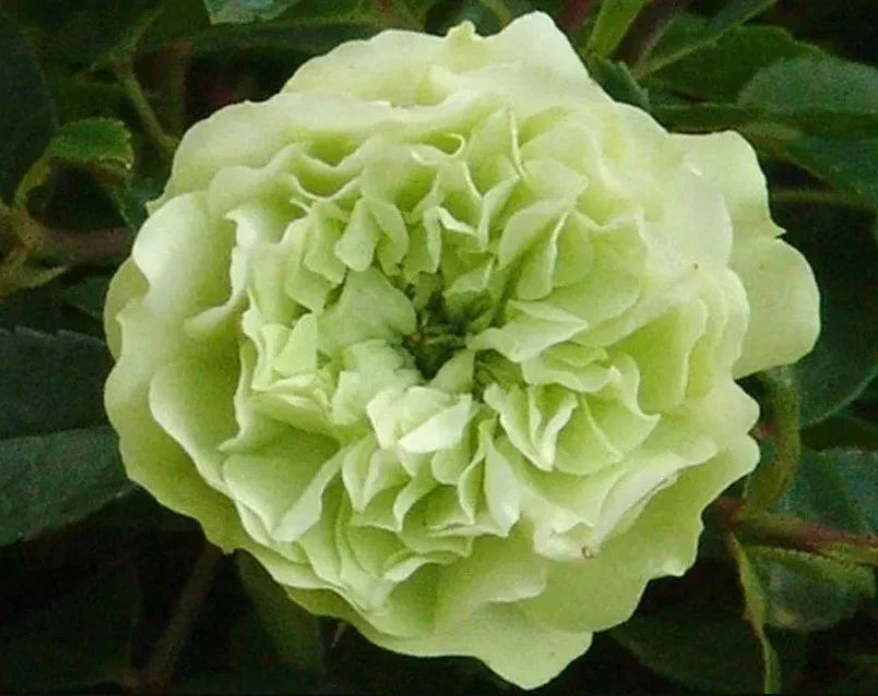 green ice flower seeds