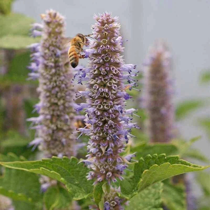 hyssop agastache flower seeds