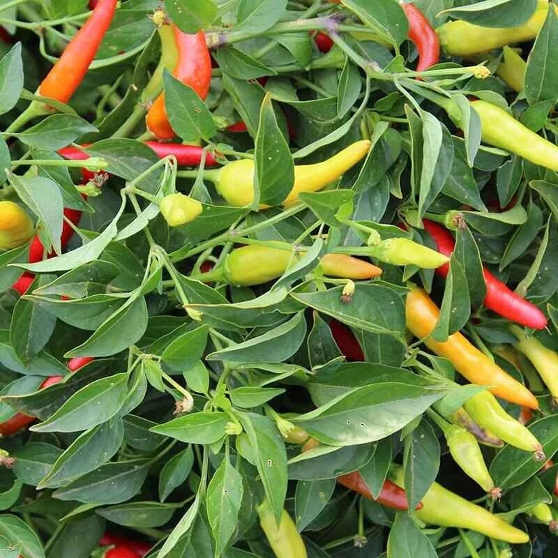 mixed color flower seeds